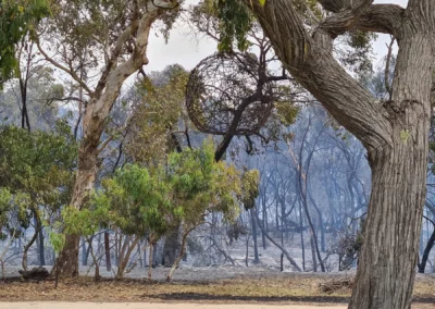 A view from the Riggs' property after the Blackford-Avenue Range bushfire passed through on 11 January 2021